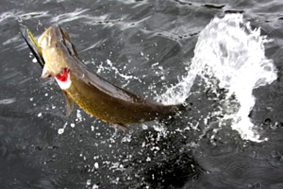 Fisketips gäddfiske inom Drömfiske. Foto Jerker Jämthagen